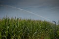 Cornfield irrigation with lug pump Royalty Free Stock Photo
