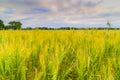 Cornfield in Kansas Royalty Free Stock Photo