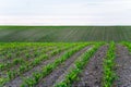 Cornfield landscape. Young maize sprouts growing in rows. Rows of young small corn plants on farm field. Corn field Royalty Free Stock Photo