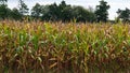 Cornfield in late summer with green and brown cornstalks Royalty Free Stock Photo