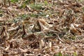 Cornfield left full of dry husks mixed with grass after harvest on warm sunny day Royalty Free Stock Photo