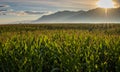 Beautiful early summer sunrise over corn field Royalty Free Stock Photo