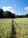 Cornfield Magic Path Lanscape With Trees Woods Leafs Nature Grass Royalty Free Stock Photo