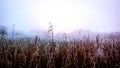 Cornfield in mist Royalty Free Stock Photo