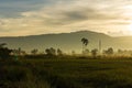 Cornfield morning