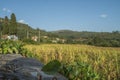 Cornfield with mountains