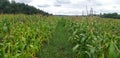 Cornfield near the forest