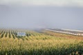 Cornfield near road in fog this corn makes whiskey