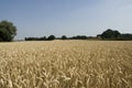 Cornfield Netherlands, Graanveld Nederland