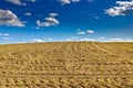 Cornfield - newly sowed corn plants Royalty Free Stock Photo