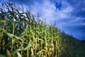Cornfield at night Royalty Free Stock Photo