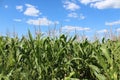 Cornfield Royalty Free Stock Photo