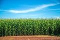 Cornfield plantation plant Royalty Free Stock Photo