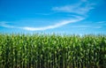 Cornfield plantation plant Royalty Free Stock Photo