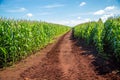 Cornfield plantation plant Royalty Free Stock Photo