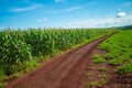 Cornfield plantation plant Royalty Free Stock Photo