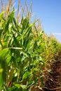 Cornfield at Portugal.