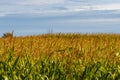 Cornfield ready for harvest in autumn Royalty Free Stock Photo