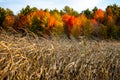 Cornfield ready to harvest with colorful trees in the background