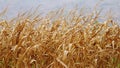 Corn field ready for harvest