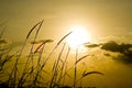 Cornfield Royalty Free Stock Photo