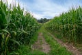 Cornfield with rows of corn ripening in summer. Royalty Free Stock Photo