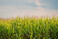 Cornfield Rural landscape background. Soft sunlight falls over the plants, The sky is soft blue with white veil clouds Royalty Free Stock Photo