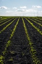 Cornfield. Rural landscape with a field of young corn. Rows of young green corn plants growing on a vast field with dark