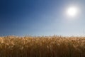 Cornfield (rye) with blue sky against the light in Pfalz, Germany Royalty Free Stock Photo