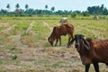 Cornfield`s Cows herds