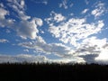 Cornfield Silhouette with Cloudy Blue Sky Royalty Free Stock Photo