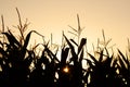 Cornfield silhouette landscape in the sunset Royalty Free Stock Photo