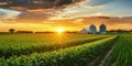 Cornfield with silos and farm in the distance