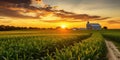 Cornfield with silos and farm in the distance