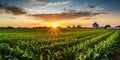 Cornfield with silos and farm in the distance