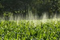 Cornfield with spraying ,water Royalty Free Stock Photo