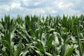 Cornfield In Summer