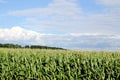 Cornfield in summer, sky with clouds, road