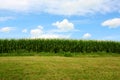 Cornfield in Summer