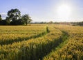 Cornfield