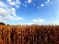 Cornfield during summer time. Contrast of blue sky and golden shade of corn. Royalty Free Stock Photo