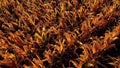 Cornfield in sunlight at Fall season. Autumn colors. Harvest, harvesting time Royalty Free Stock Photo