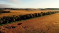 Cornfield in sunlight at Fall season. Autumn colors. Harvest, harvesting time. Rural landscape. Countryside scenery. Aerial, view Royalty Free Stock Photo