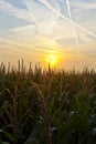 Cornfield at sunrise