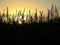 Cornfield at Sunset