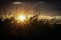 Cornfield at sunset