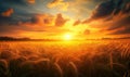 Cornfield at sunset, golden light, dramatic clouds Royalty Free Stock Photo