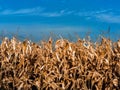 Cornfield in the sunset