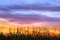 Cornfield Sunset Silhouette Royalty Free Stock Photo