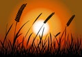 Cornfield Sunset Silhouette Vector Royalty Free Stock Photo